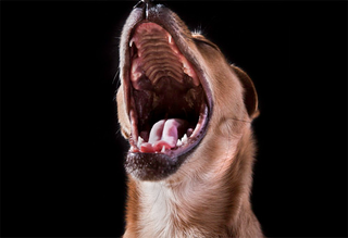 Illustration for article titled Shooting Challenge Pets Gallery 4